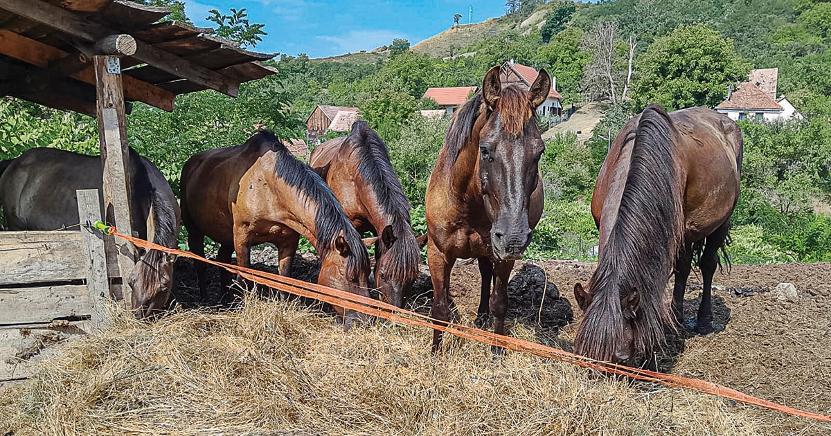 Egy lóerős szenvedély